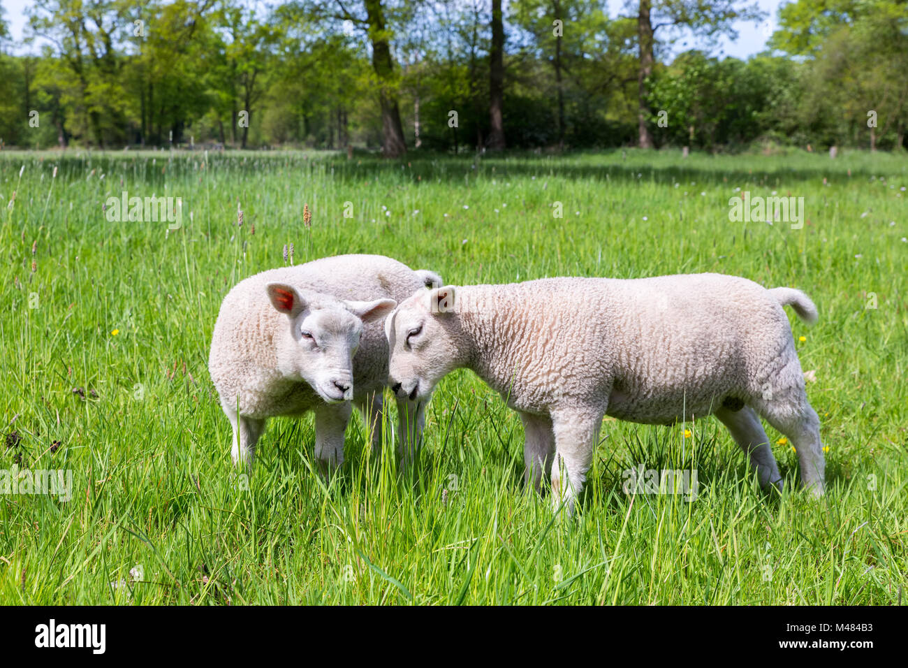 Two white lambs playing together in green meadow Stock Photo