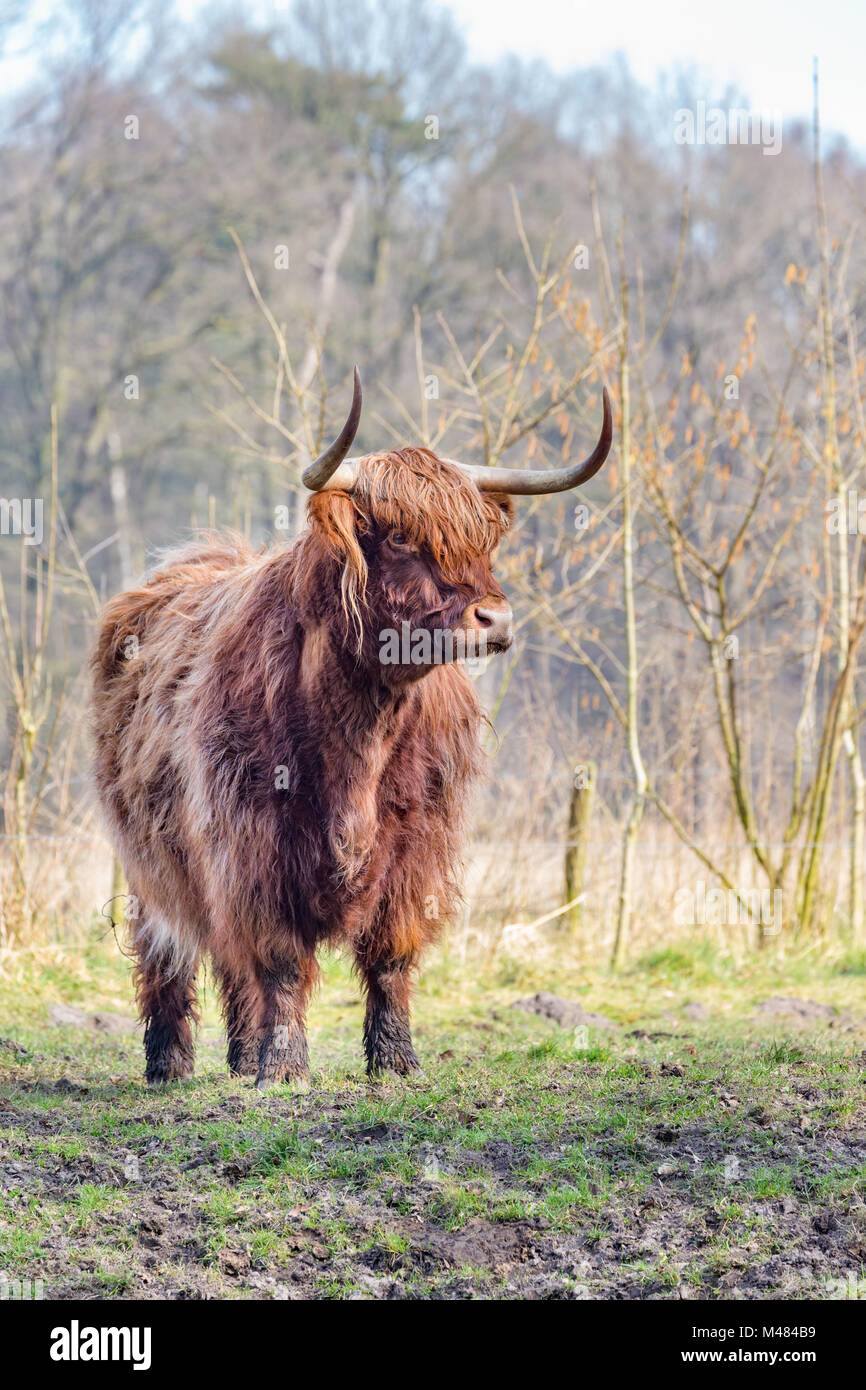 Brown scottish highlander cow standing in sunny spring meadow Stock Photo