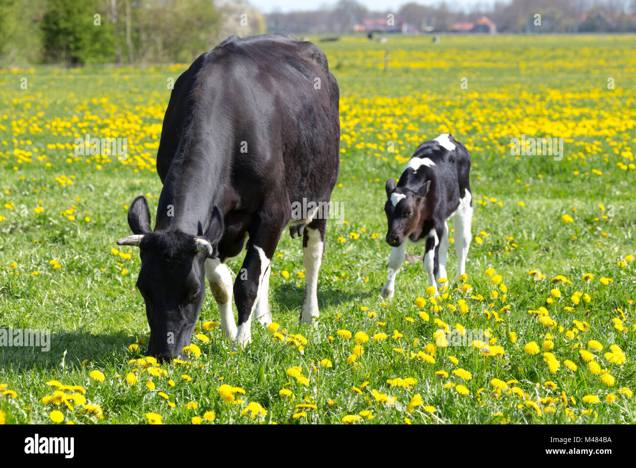 Spotted mother cow and calf in meadow with yellow dandelions Stock Photo