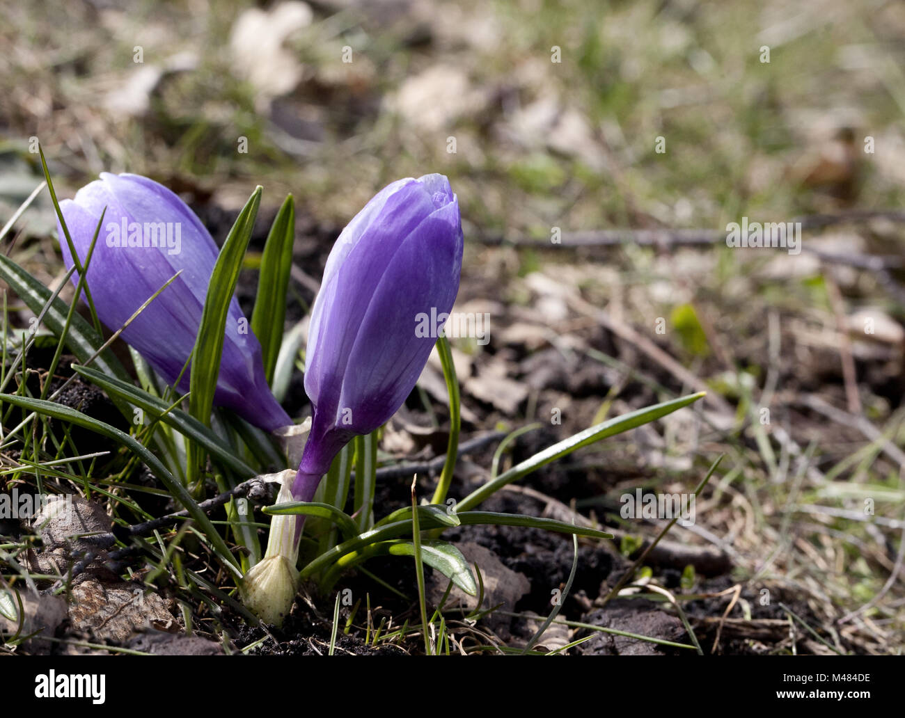 Crocus flowers in spring Stock Photo - Alamy