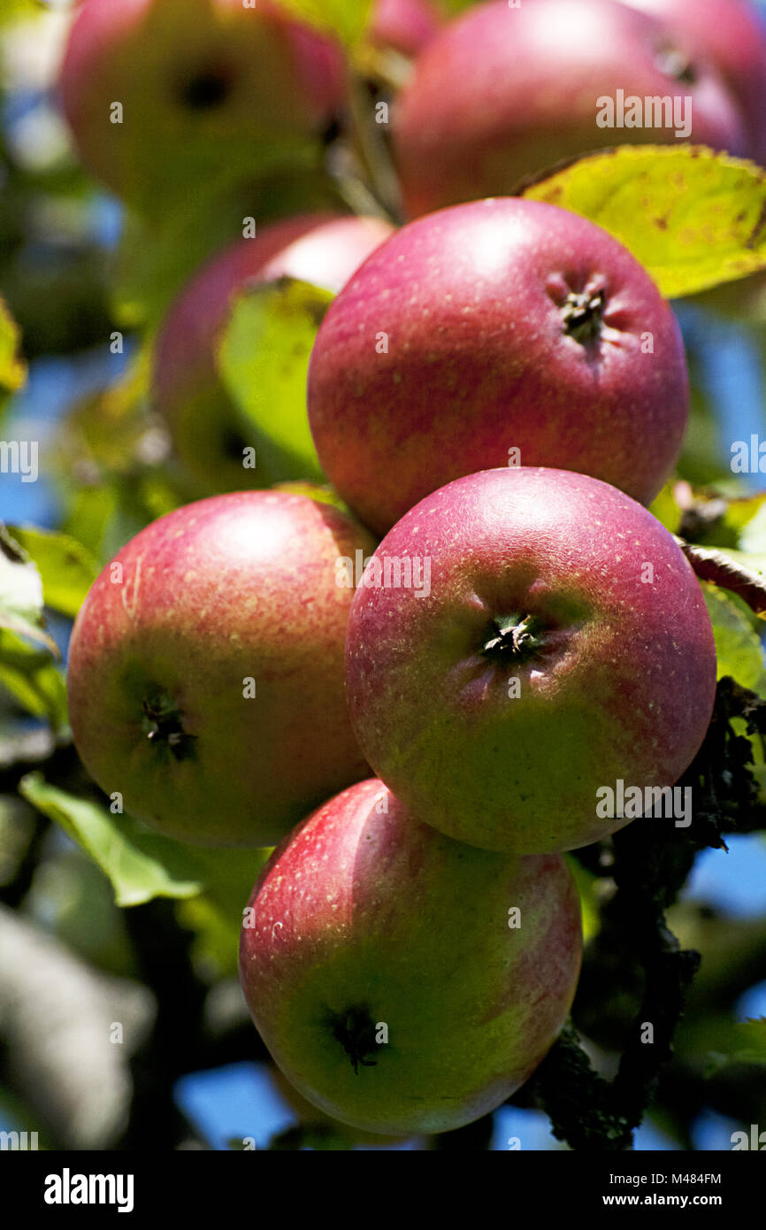 Apple tree with ripe fruits on branch Stock Photo - Alamy