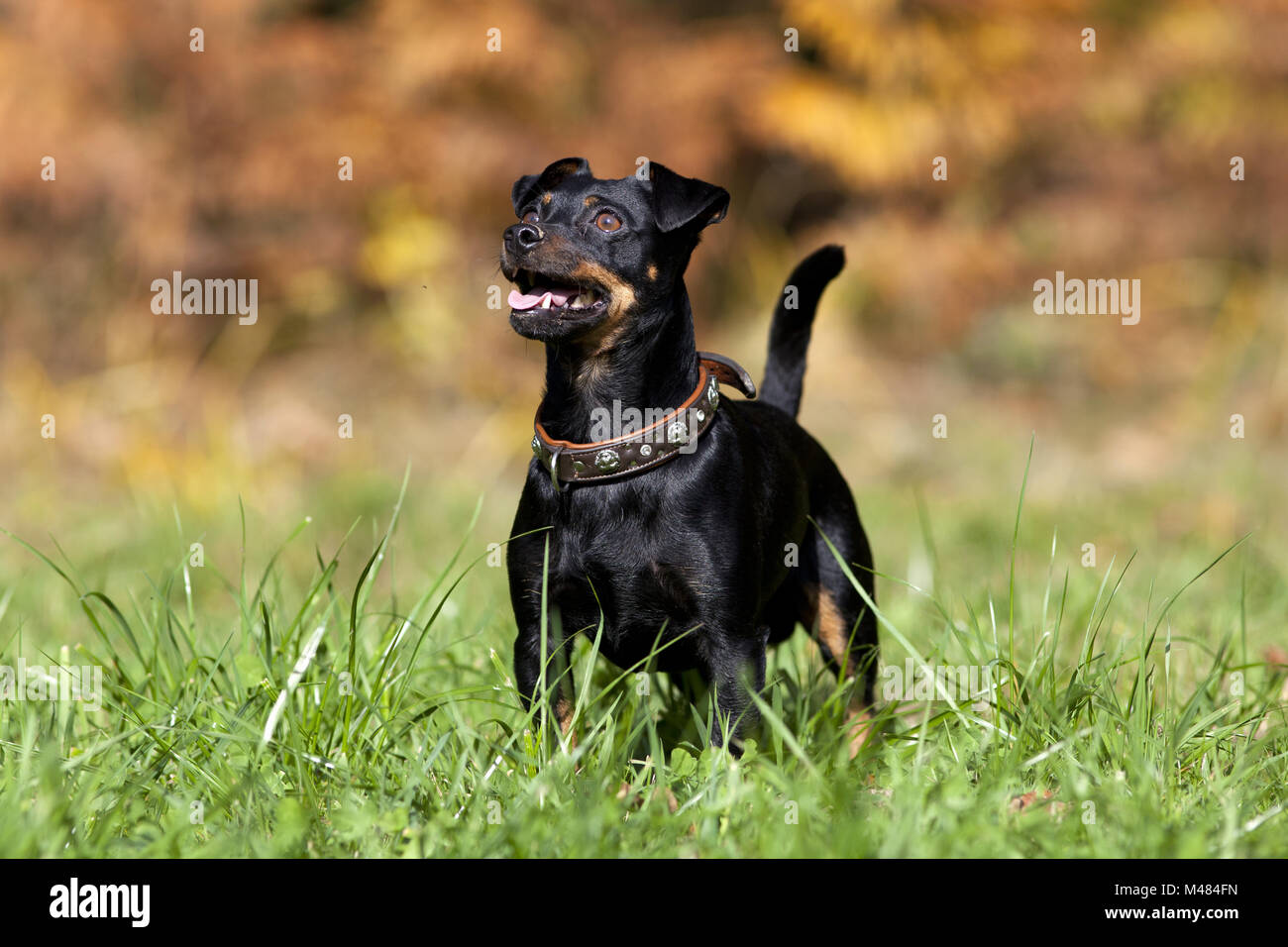 sweet little dog running free on pasture Stock Photo