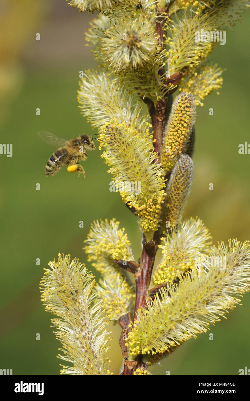 Salix sachalinensis, Sachalin willow, with bee Stock Photo