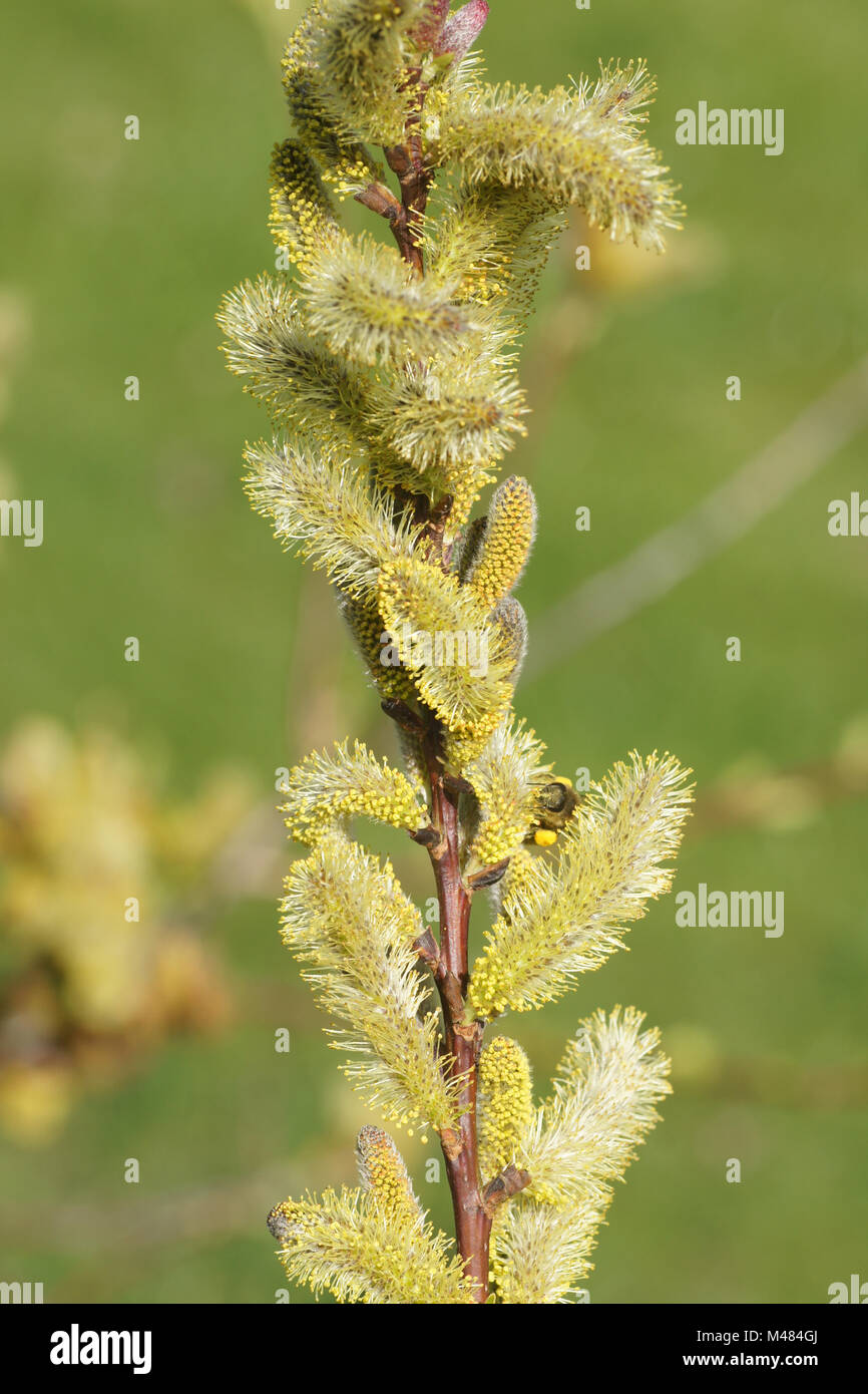 Salix sachalinensis, Sachalin willow, with bee Stock Photo