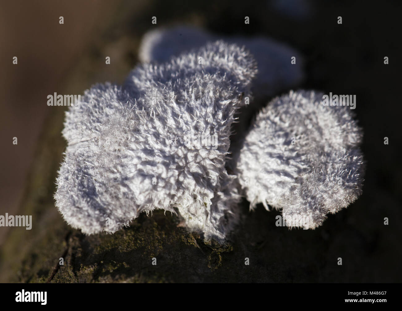 Lichen growing on a dead tree Stock Photo