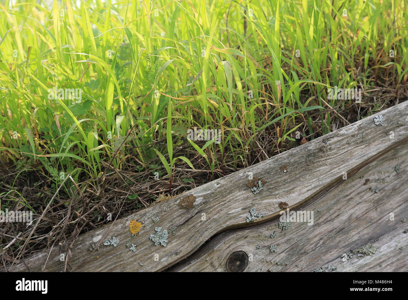 Green roof Stock Photo