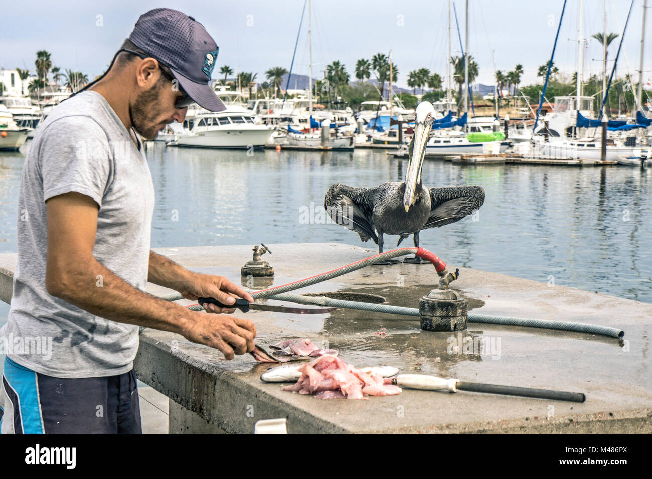 cheeky grey pelican wings half folded stands at edge concrete table coveting pile fillets where Mexican crewman from luxury pleasure boat cleans fish Stock Photo