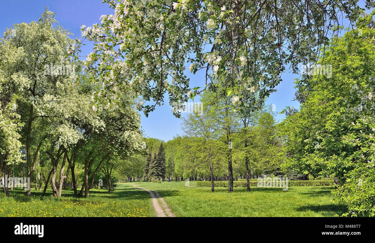 Spring landscape of city park with blooming apple trees Stock Photo
