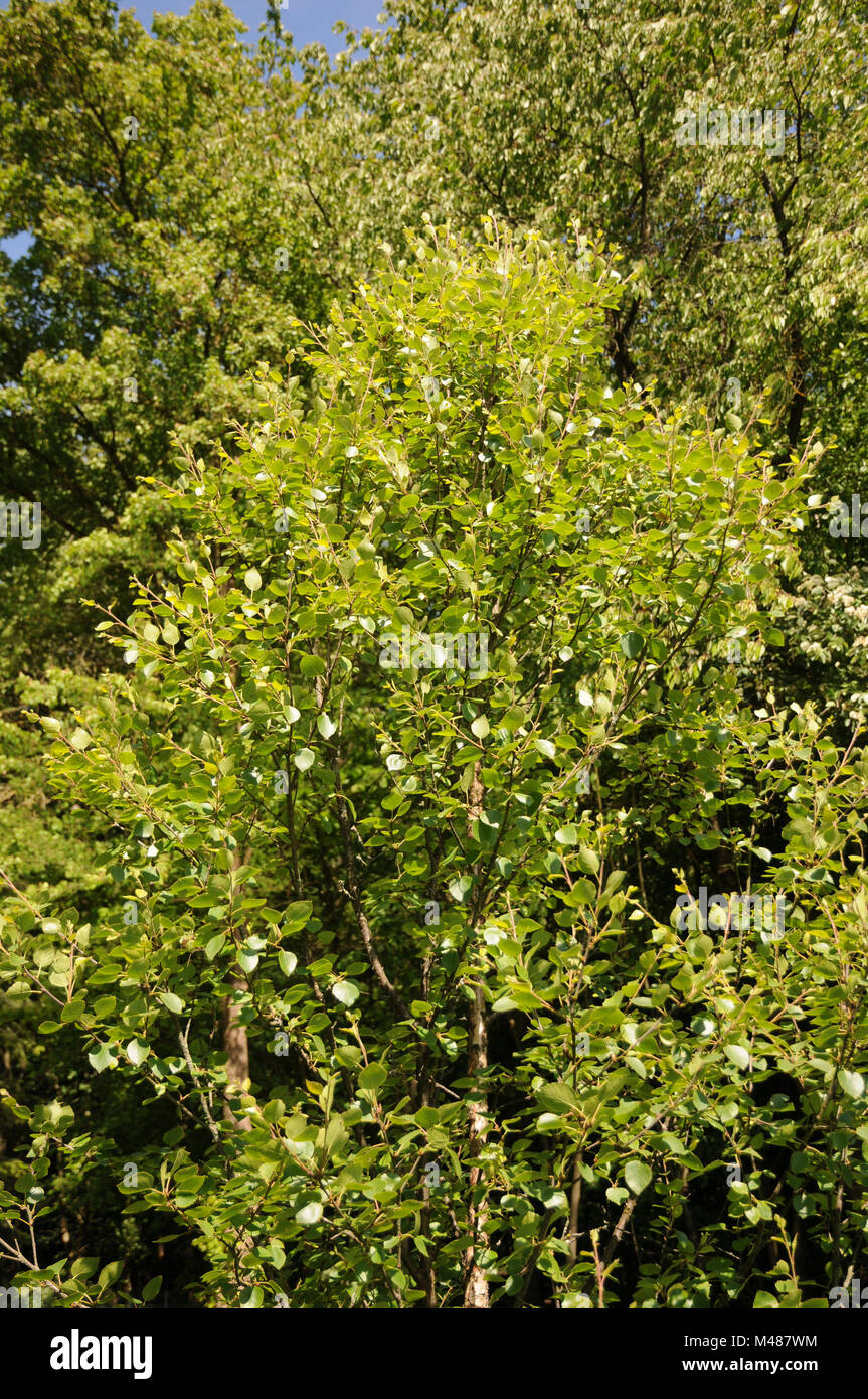 Betula pubescens ssp. czerepanovii, Mountain birch Stock Photo