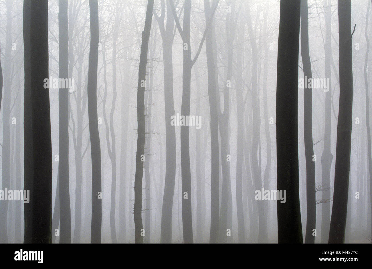 Beech forest in fog / Kreis Rendsburg Eckernfoerde - Schleswig-Holstein Stock Photo