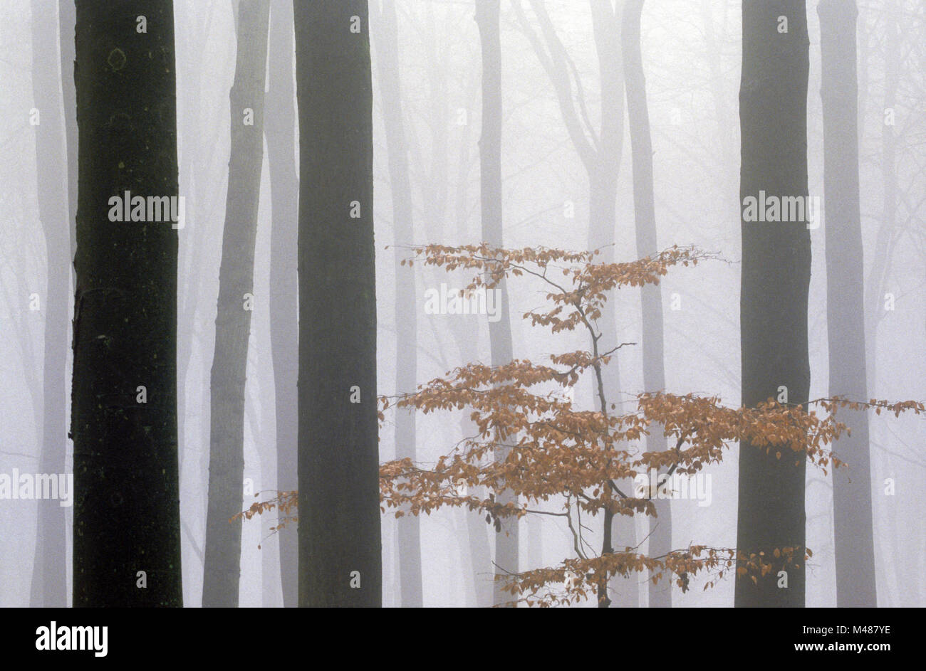 Beech forest in fog / Kreis Rendsburg Eckernfoerde - Schleswig-Holstein Stock Photo