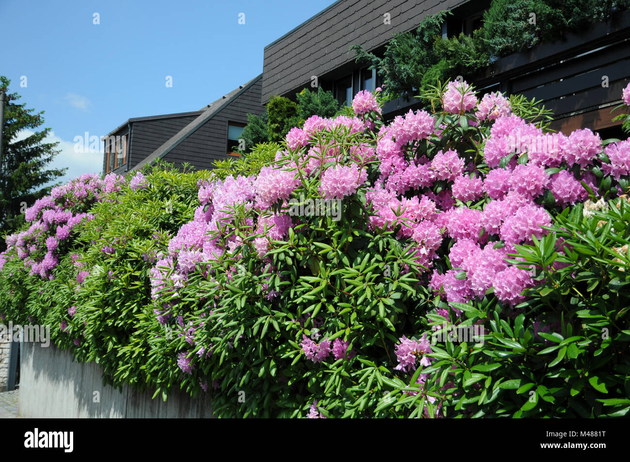 Neueste Rhododendron Alpenrose Hecke