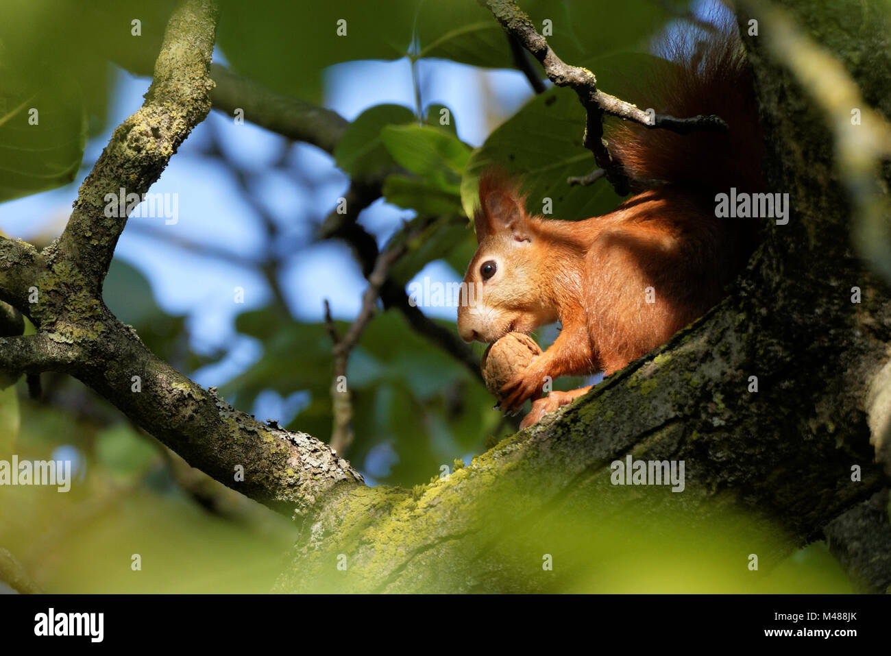 red squirrel in a walnut tree Stock Photo