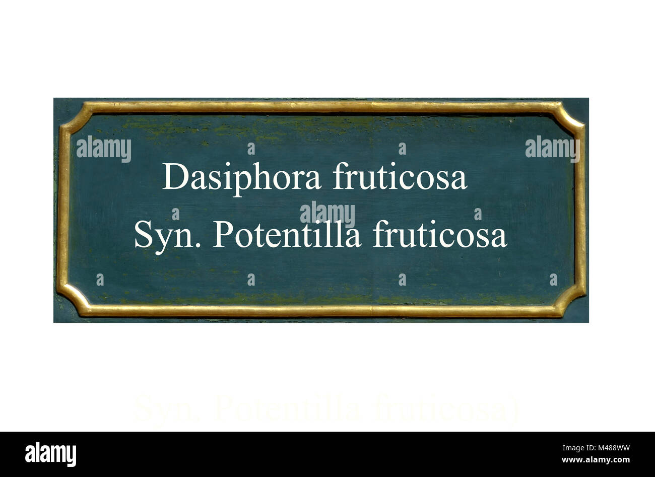 shield Dasiphora fruticosa Syn. Potentilla fruticosa Stock Photo