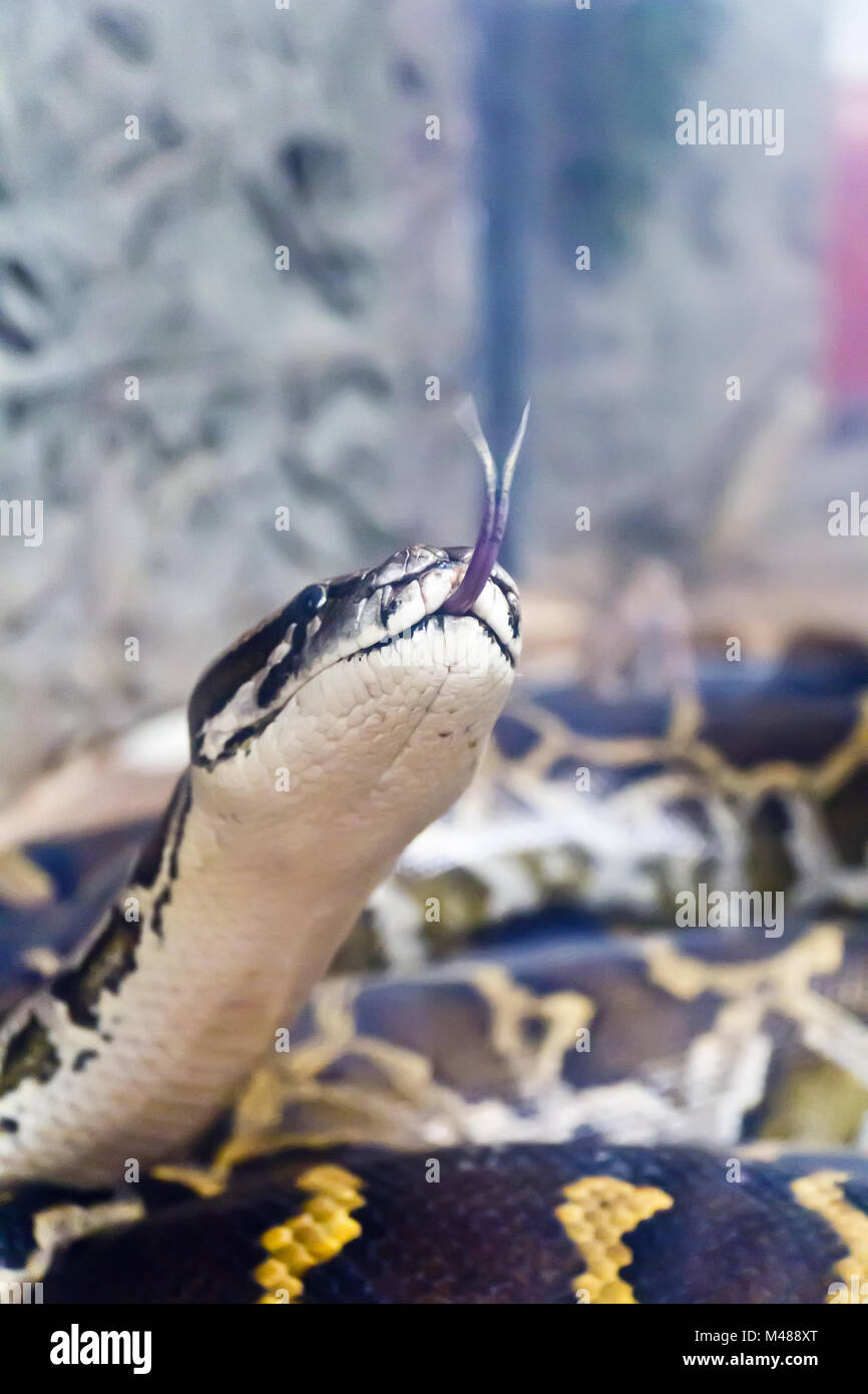 Photo of vertical snake head with put out tongue Stock Photo - Alamy