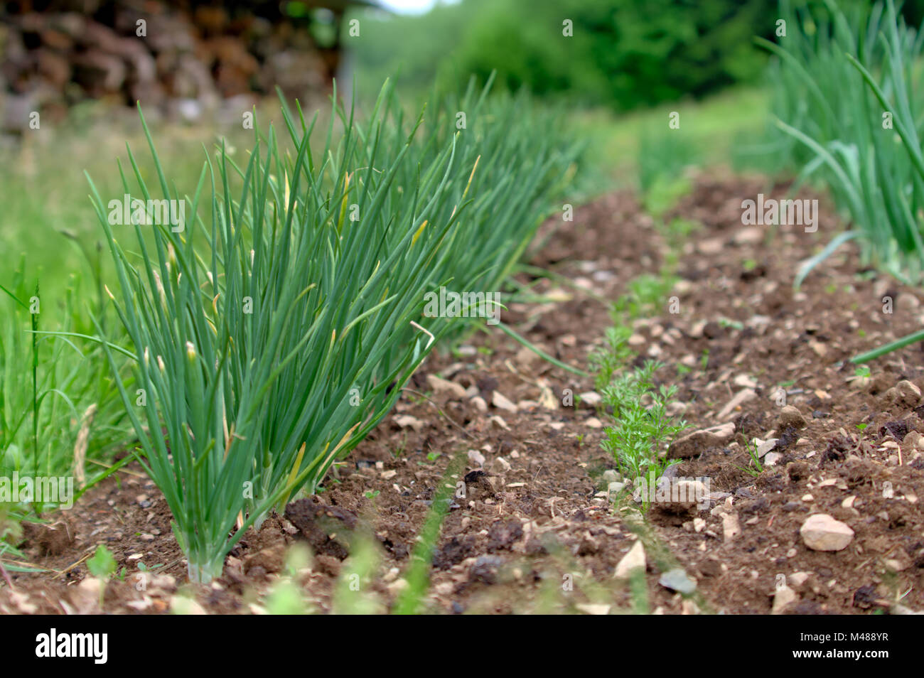 Garden onion hi-res stock photography and images - Alamy