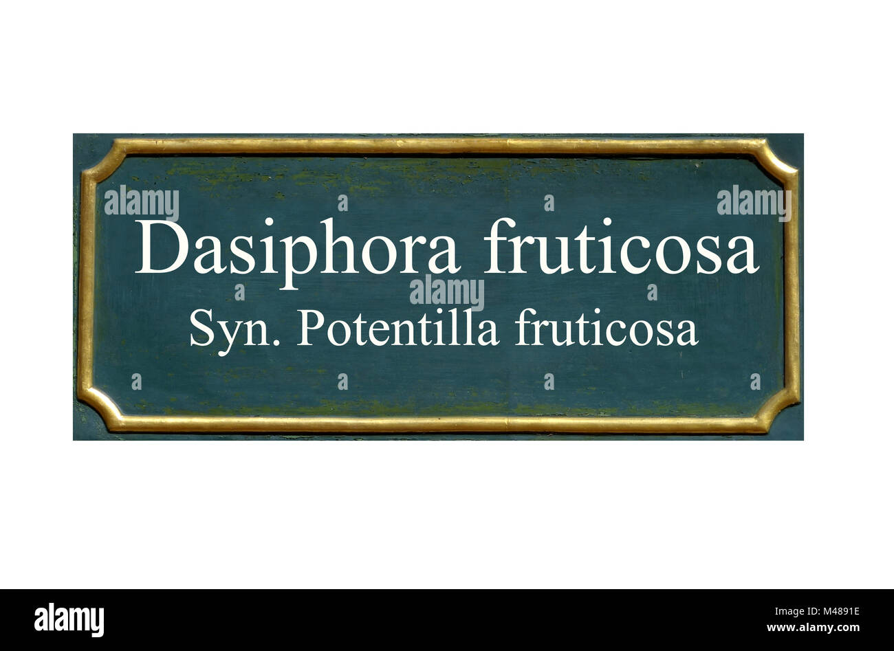 shield Dasiphora fruticosa Syn. Potentilla fruticosa Stock Photo