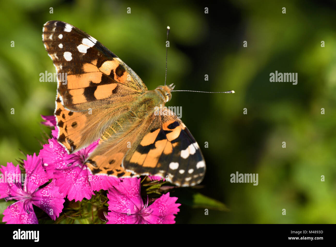 painted lady on a sweet william Stock Photo