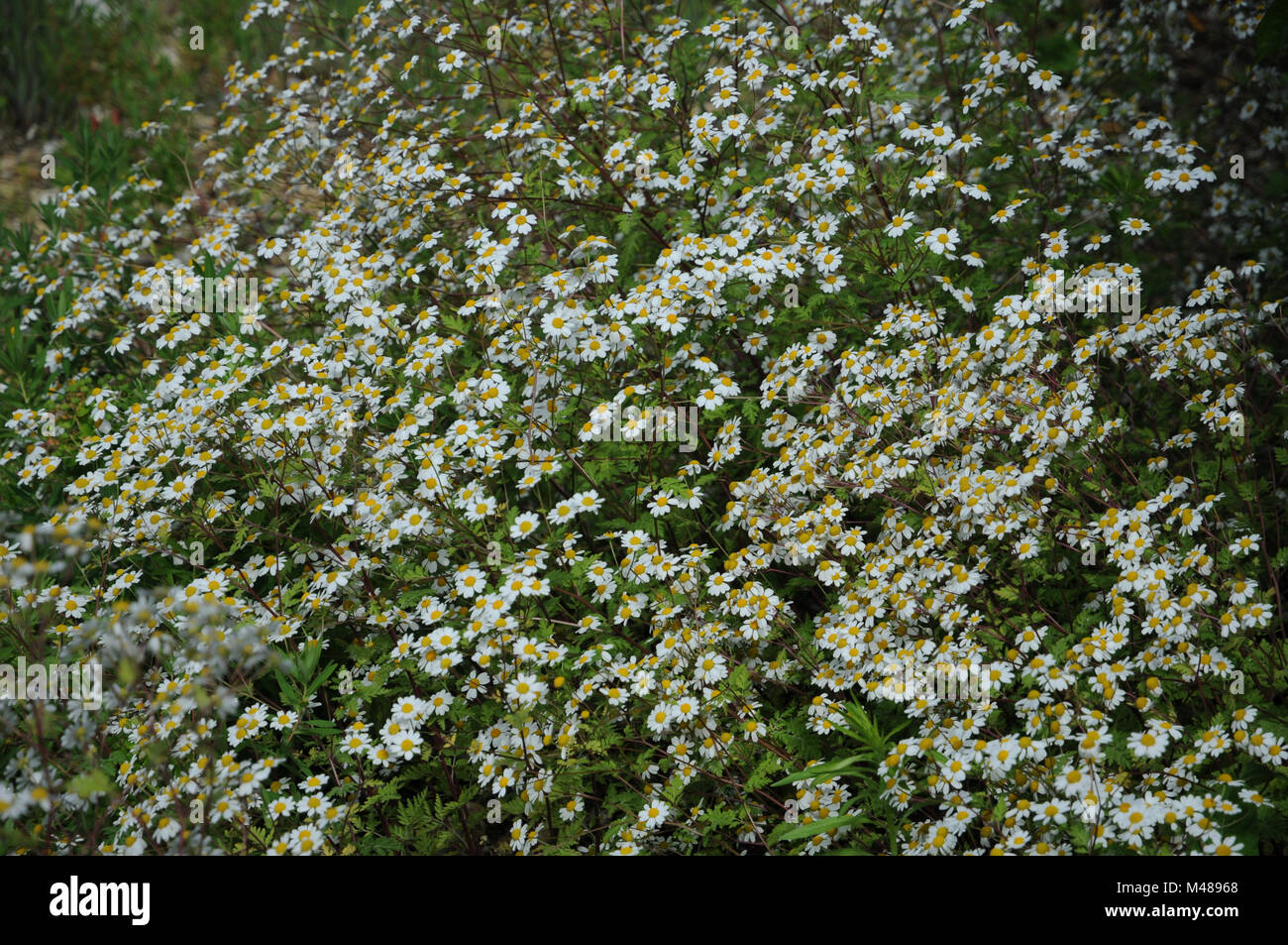 Chrysanthemum parthenium, Syn. Tanacetum parthenium, Feverfew Stock Photo
