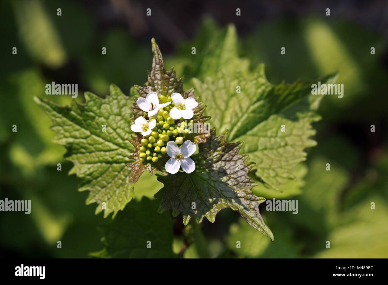 Gemeines Lauchkraut, Knoblauchsrauke (Alliaria petiolata, Alliaria officinalis) Stock Photo