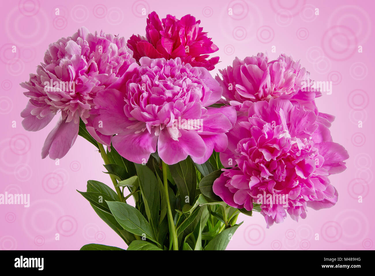 Bouquet of five pink peonies on pink gradient background Stock Photo