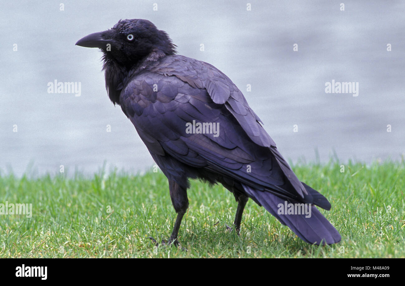 TORRESIAN CROW (CORVUS ORRU) ON THE LAWN BY WATER. Stock Photo