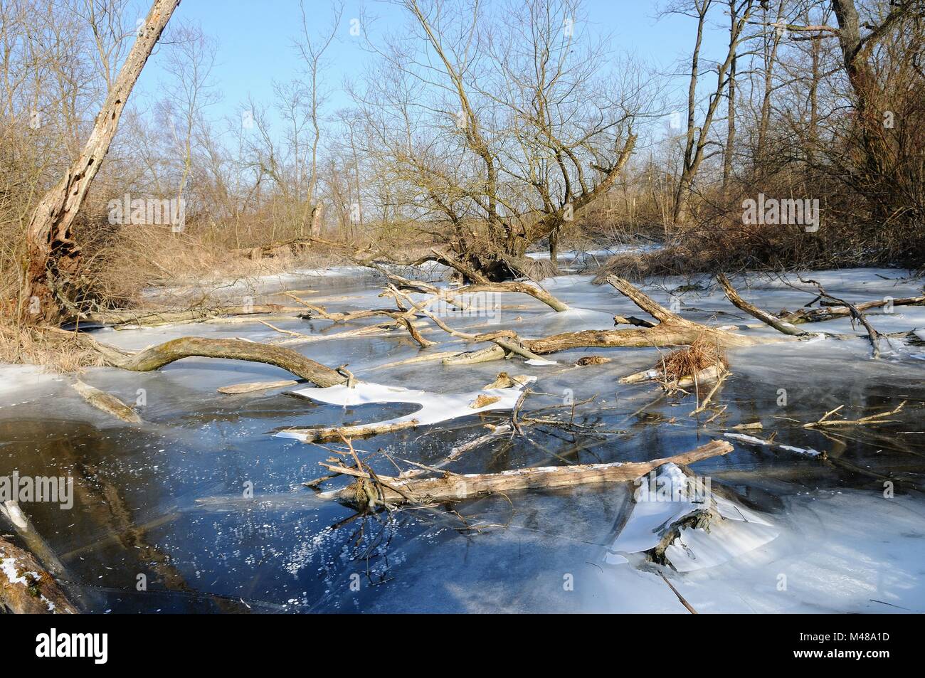 Frost in the Rhine floodplains in Rheinau - Helmlingen Germany Stock Photo