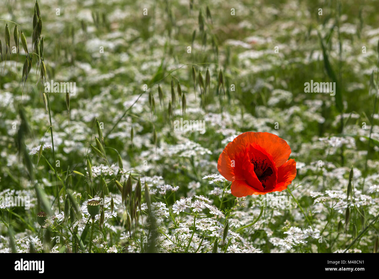 Red poppy on the field blossoming Orlaya daucoides. Stock Photo
