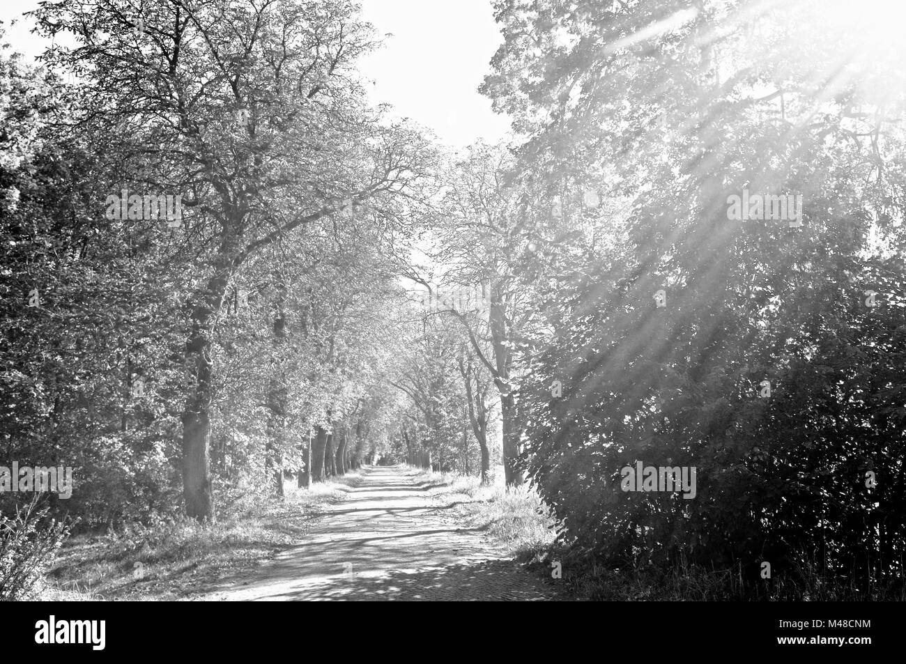 Reinberg linden alley in fog Germany black and white Stock Photo