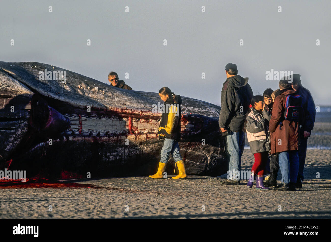 Bystanders visit a dead Sperm Whale / St.Peter Ording Stock Photo