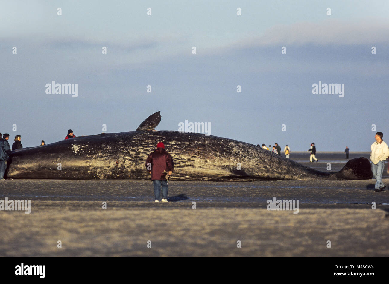 Bystanders visit a dead Sperm Whale / St.Peter Ording Stock Photo