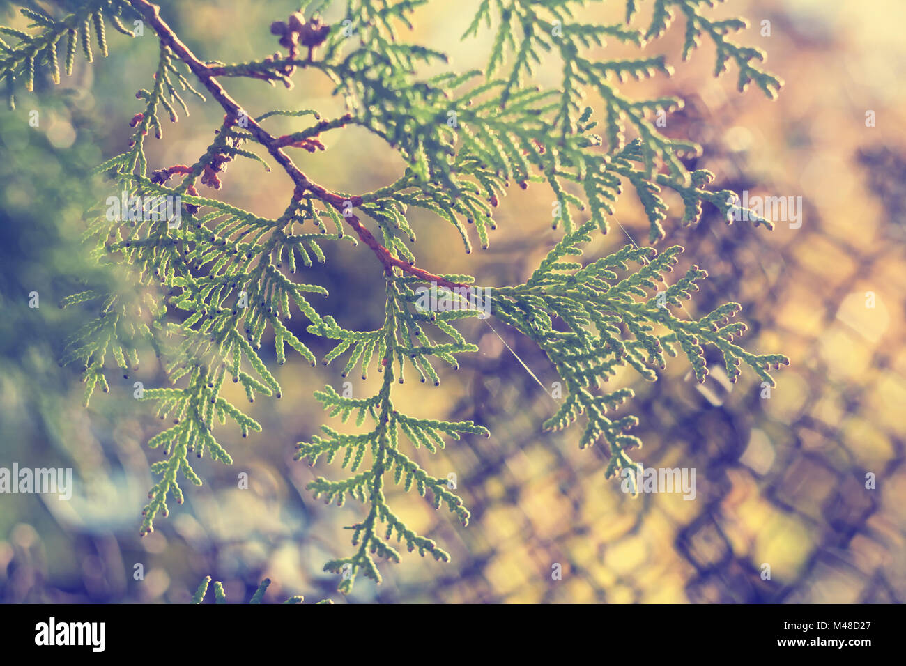 Beautiful background with green arborvitae branch Stock Photo - Alamy