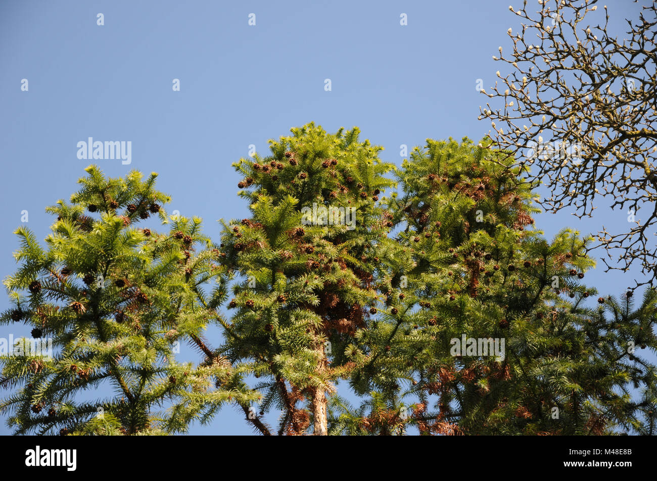 Cephalotaxus harringtonia, Cowtail pine, with cones Stock Photo