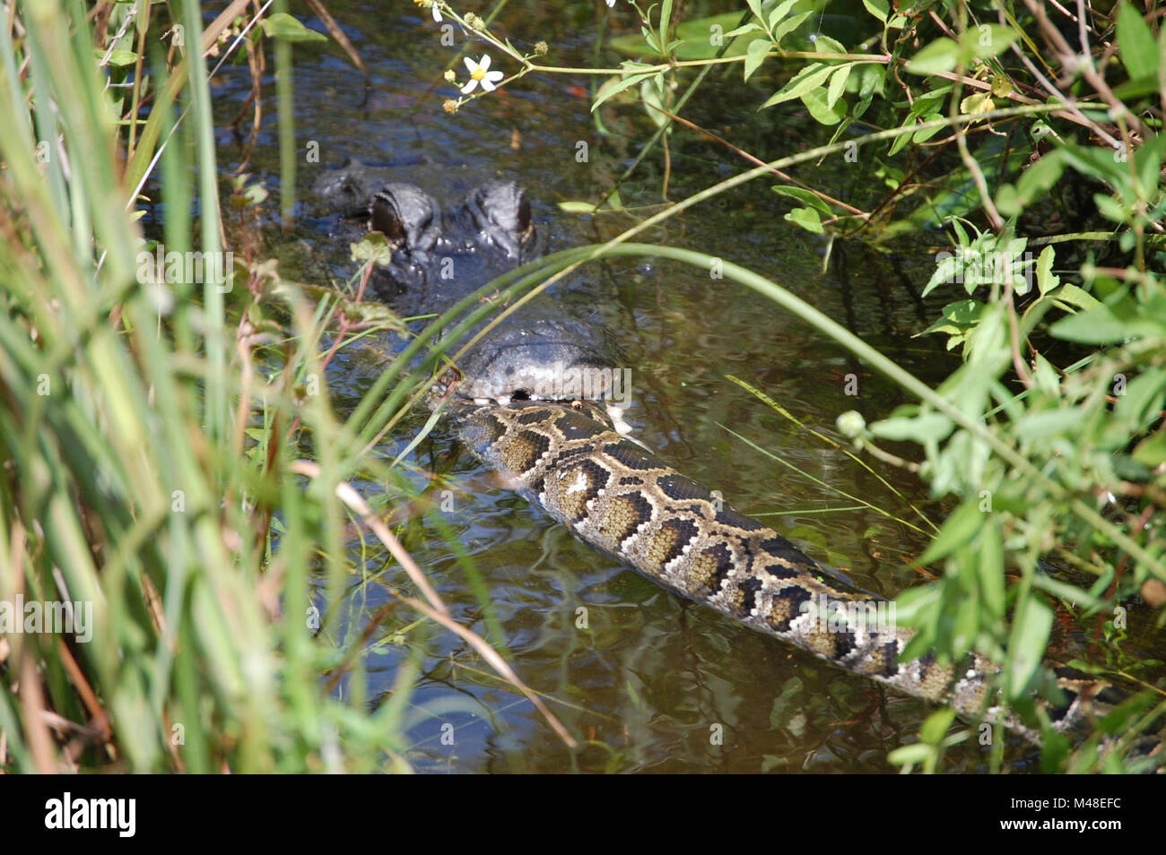 Alligator eats Burmese Python Stock Photo - Alamy