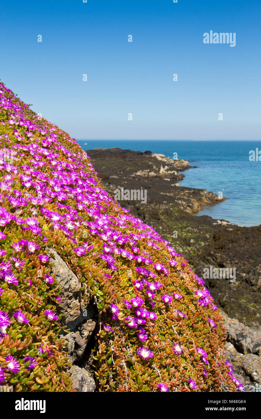Permanent Ende ehemalige flowers jersey channel islands Bereich prüfen