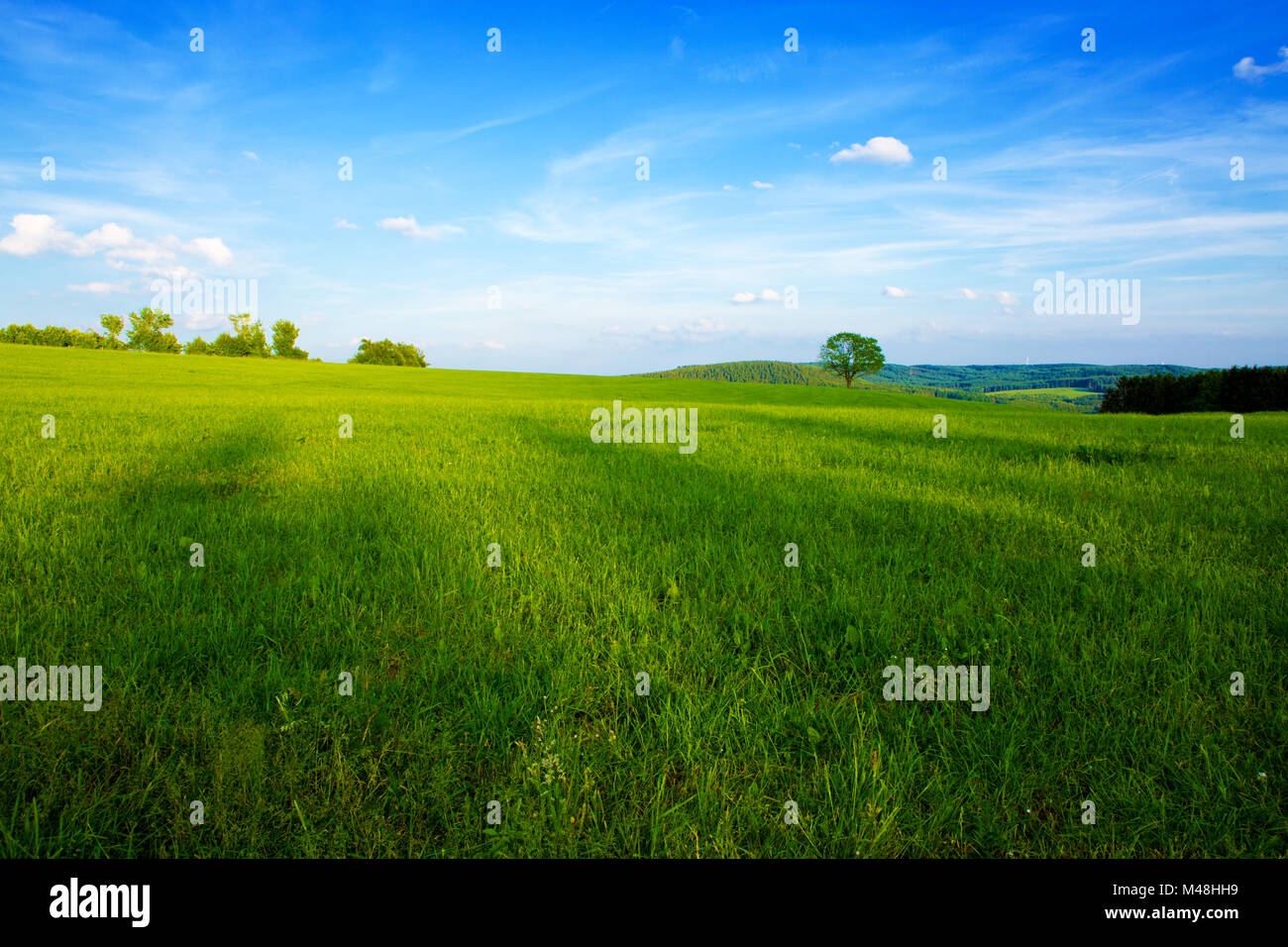 Summer landscape with green grass and blue sky Stock Photo - Alamy