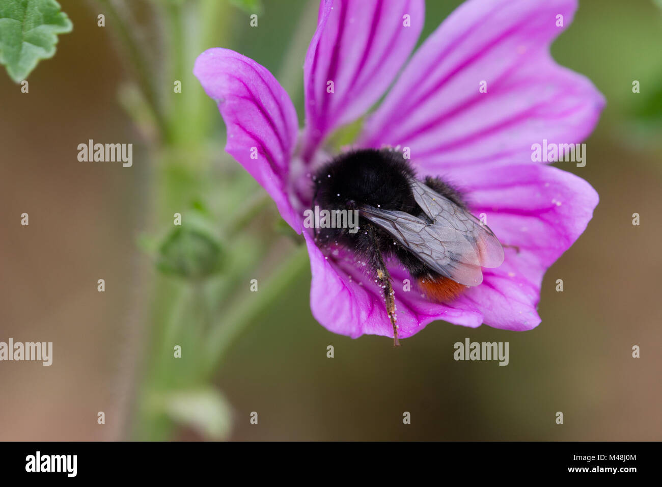 Green bee on purple flower hi-res stock photography and images - Alamy