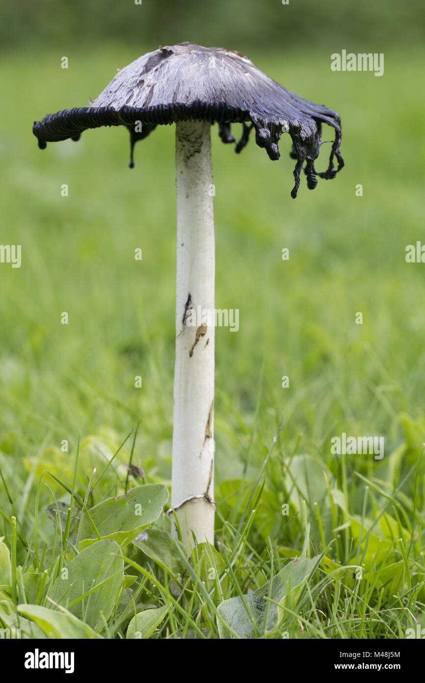 Black mushroom toadstool fungi hires stock photography and images Alamy