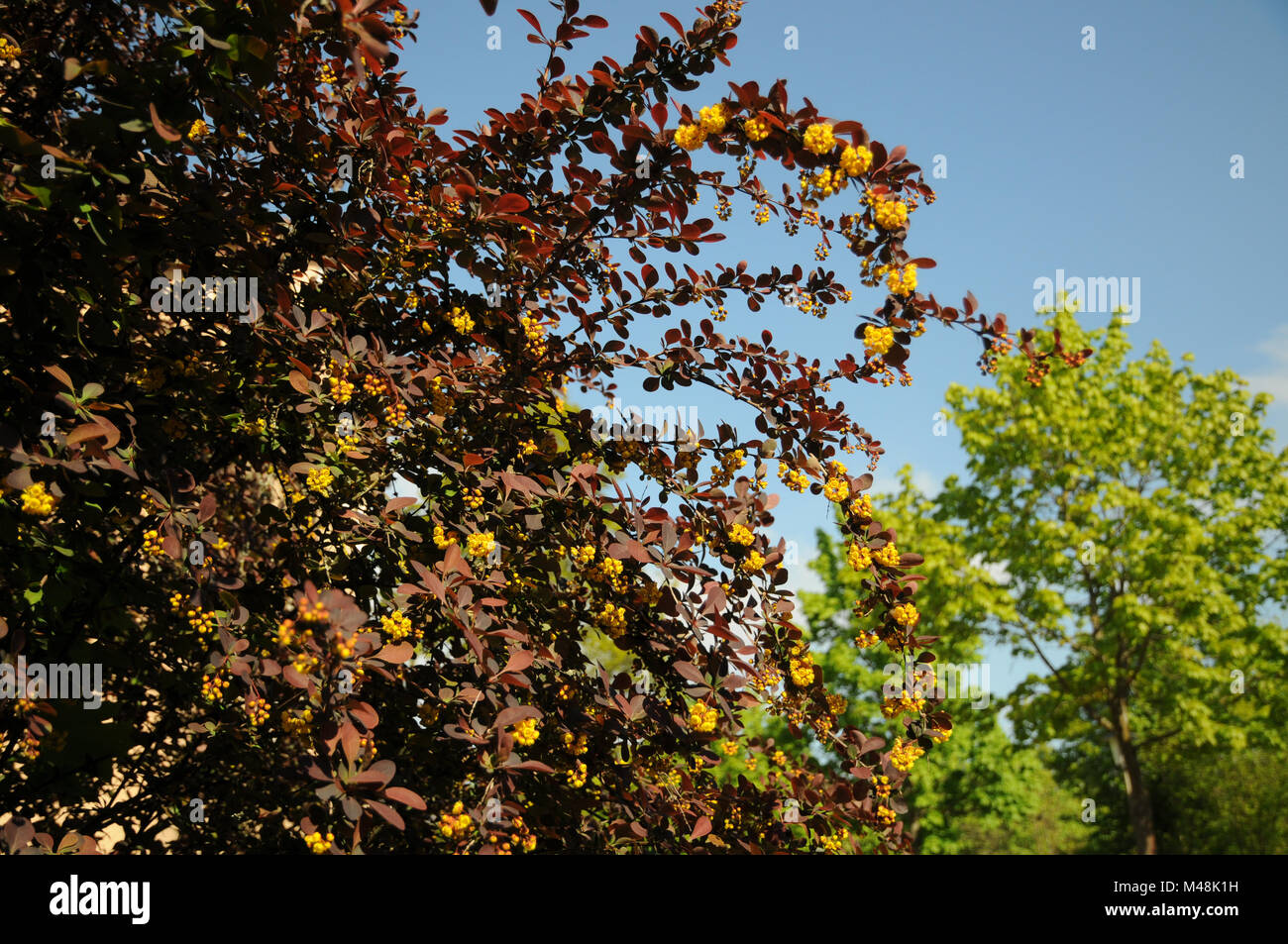 Berberis x thunbergii Atropurpurea, Red-leaved barberry Stock Photo