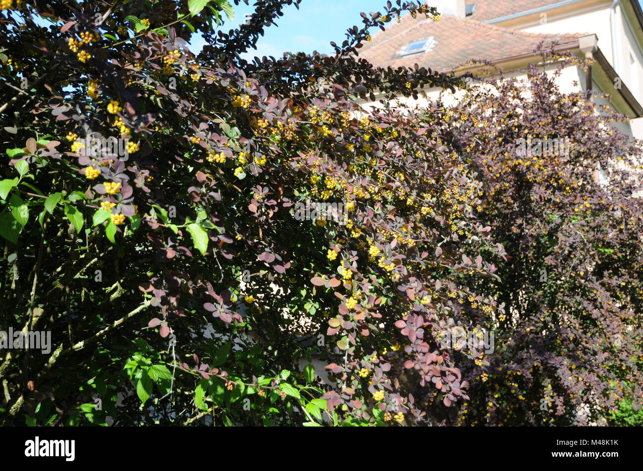 Berberis x thunbergii Atropuprurea, Red-leaved barberry Stock Photo