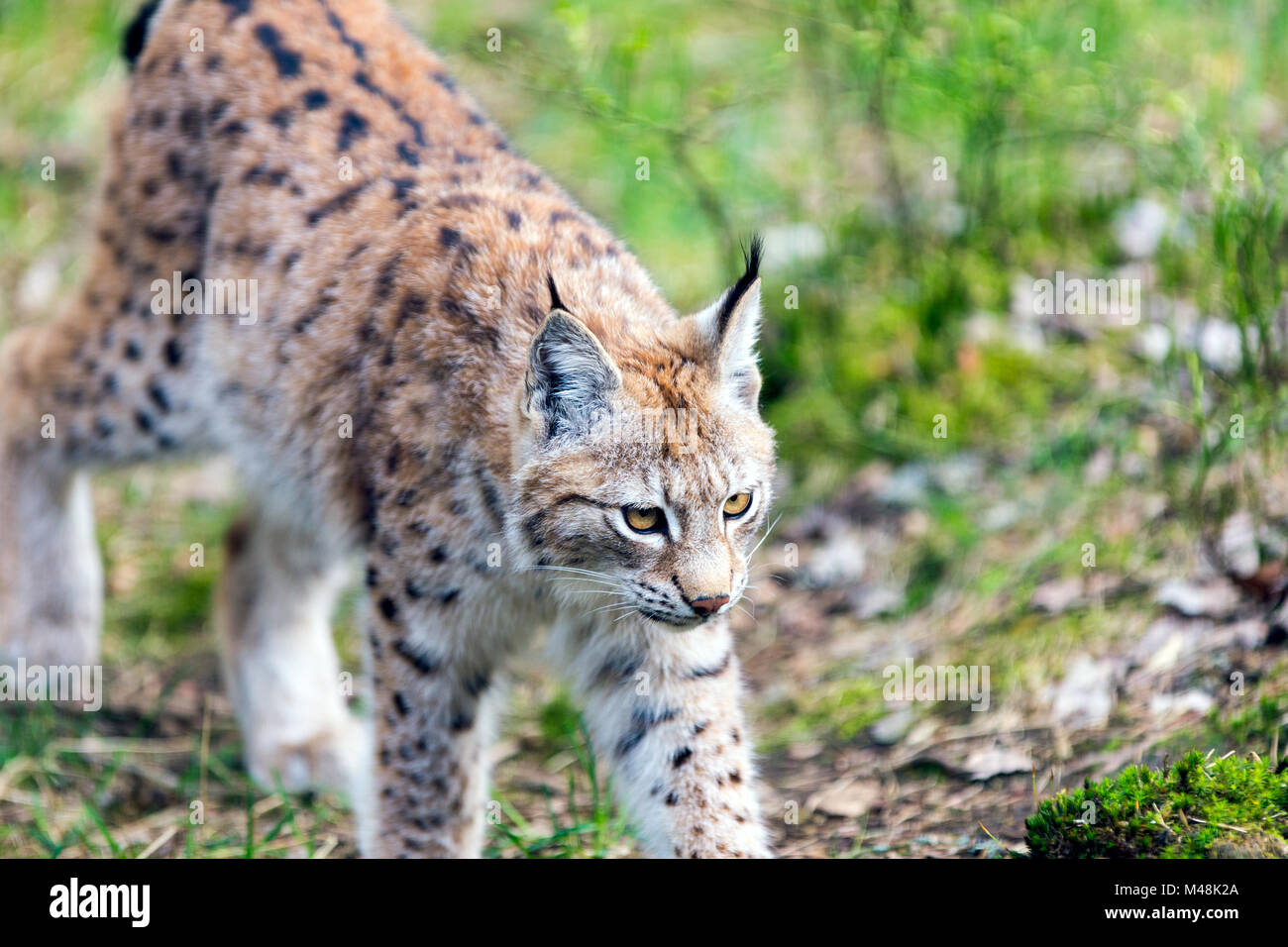 European Lynx Stock Photo