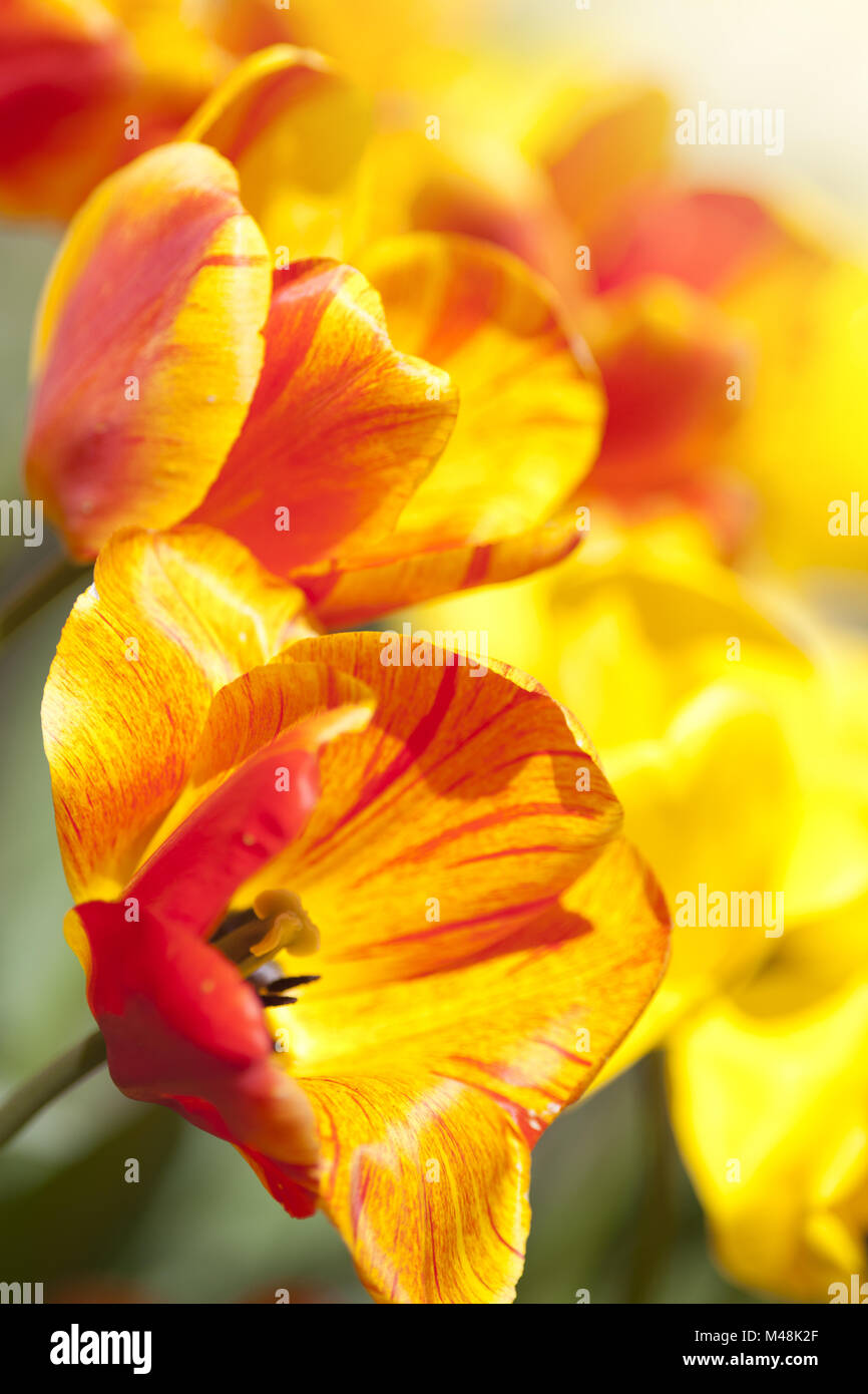 tulip in garden flowers with bright colors yellow and red Stock Photo