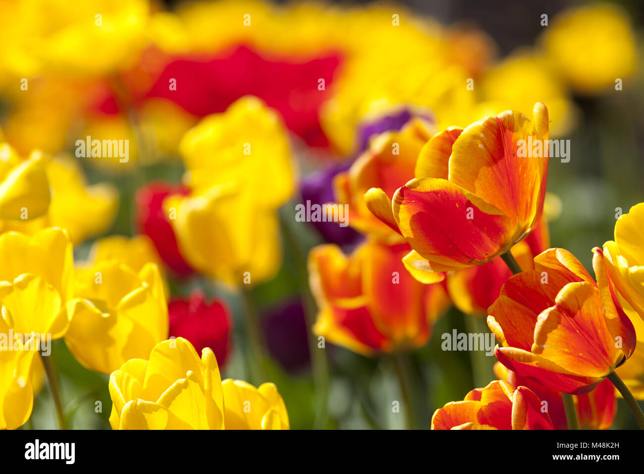 tulip in garden flowers with bright colors yellow and red Stock Photo