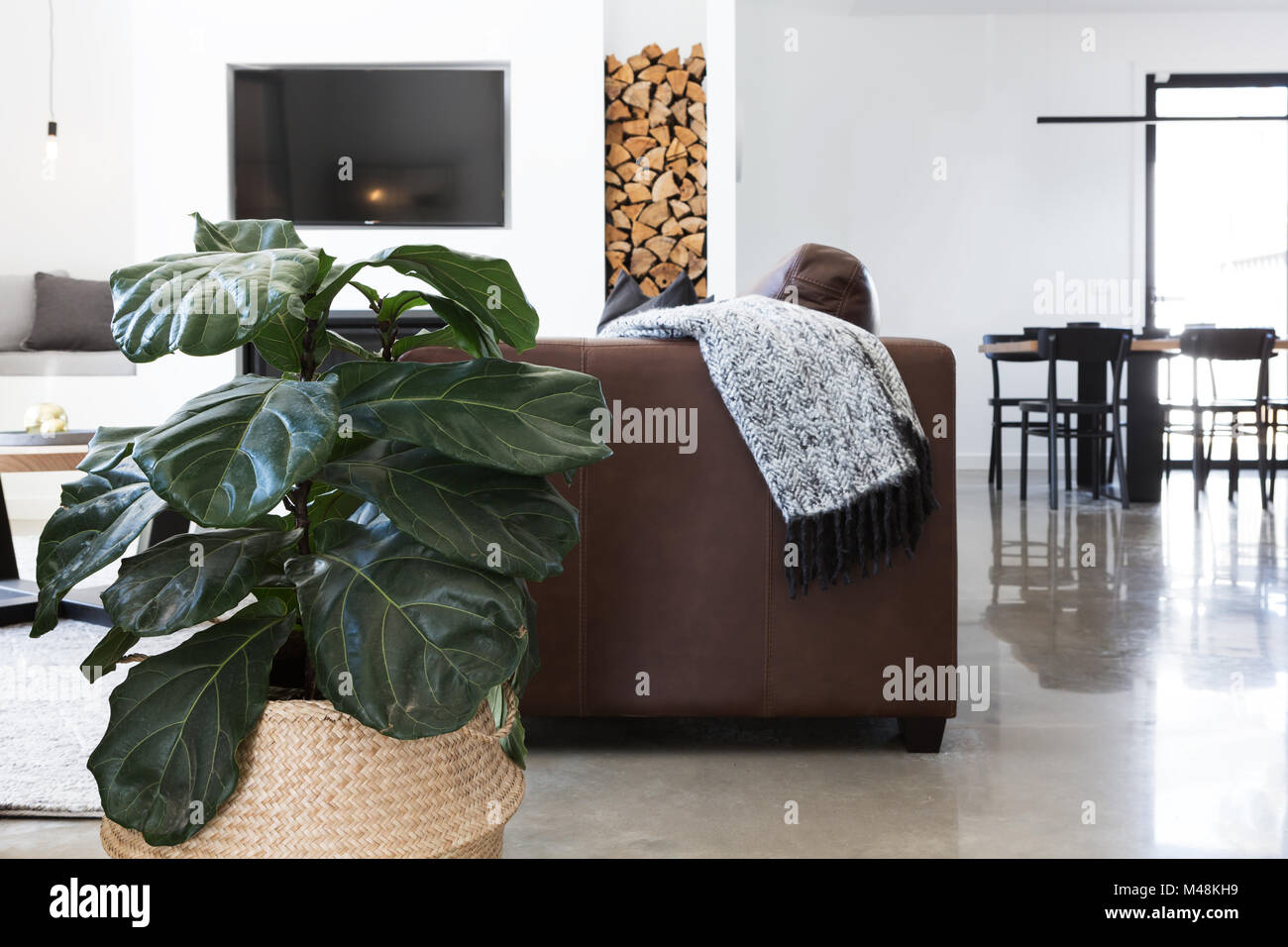 Indoor plant in contemporary living room horizontal Stock Photo Alamy