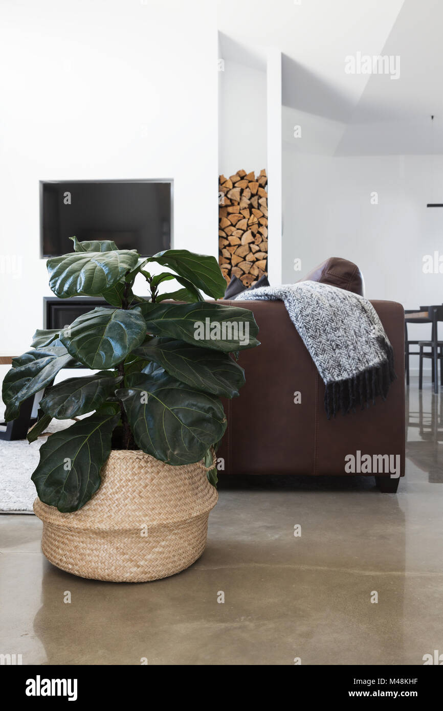 Indoor plant in contemporary living room vertical Stock Photo Alamy