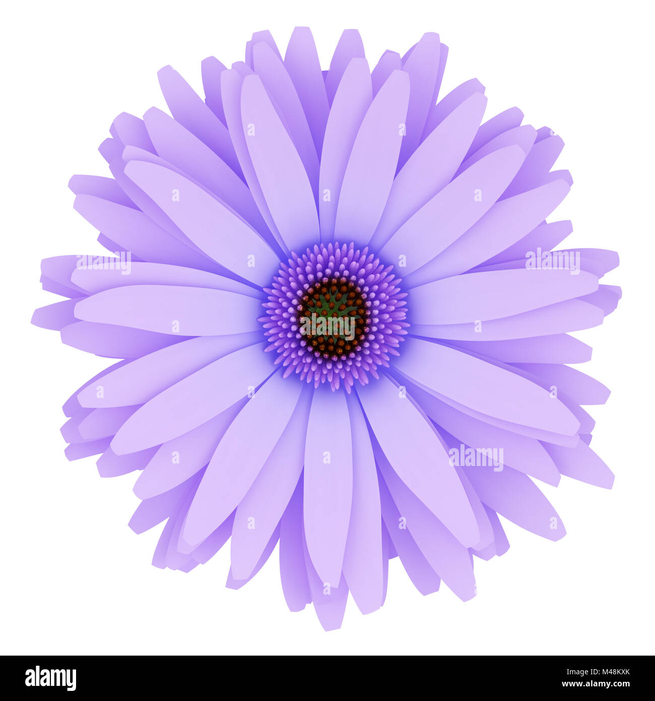 top view of purple flower isolated on white background Stock Photo