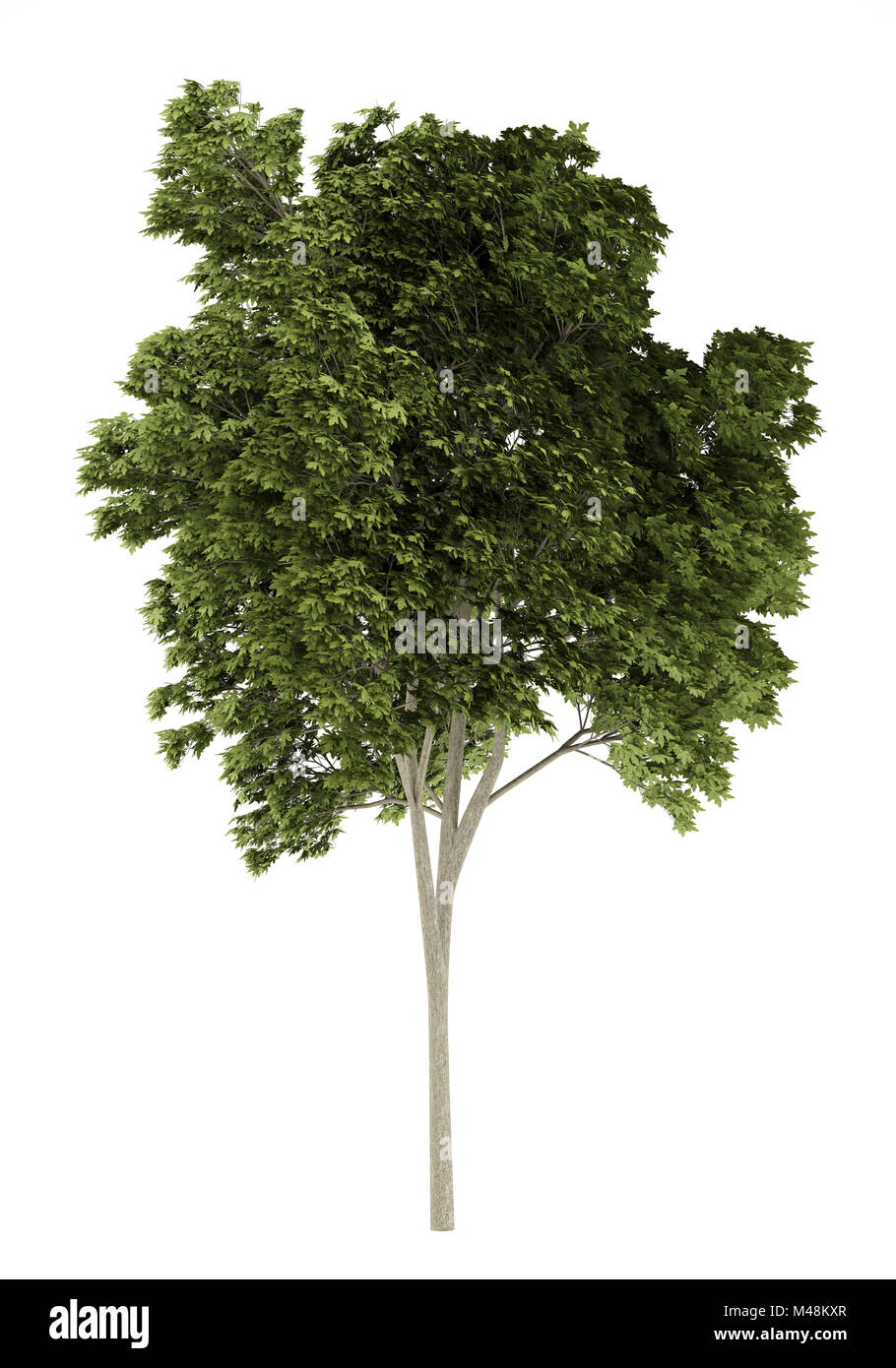 austrian oak tree isolated on white background Stock Photo