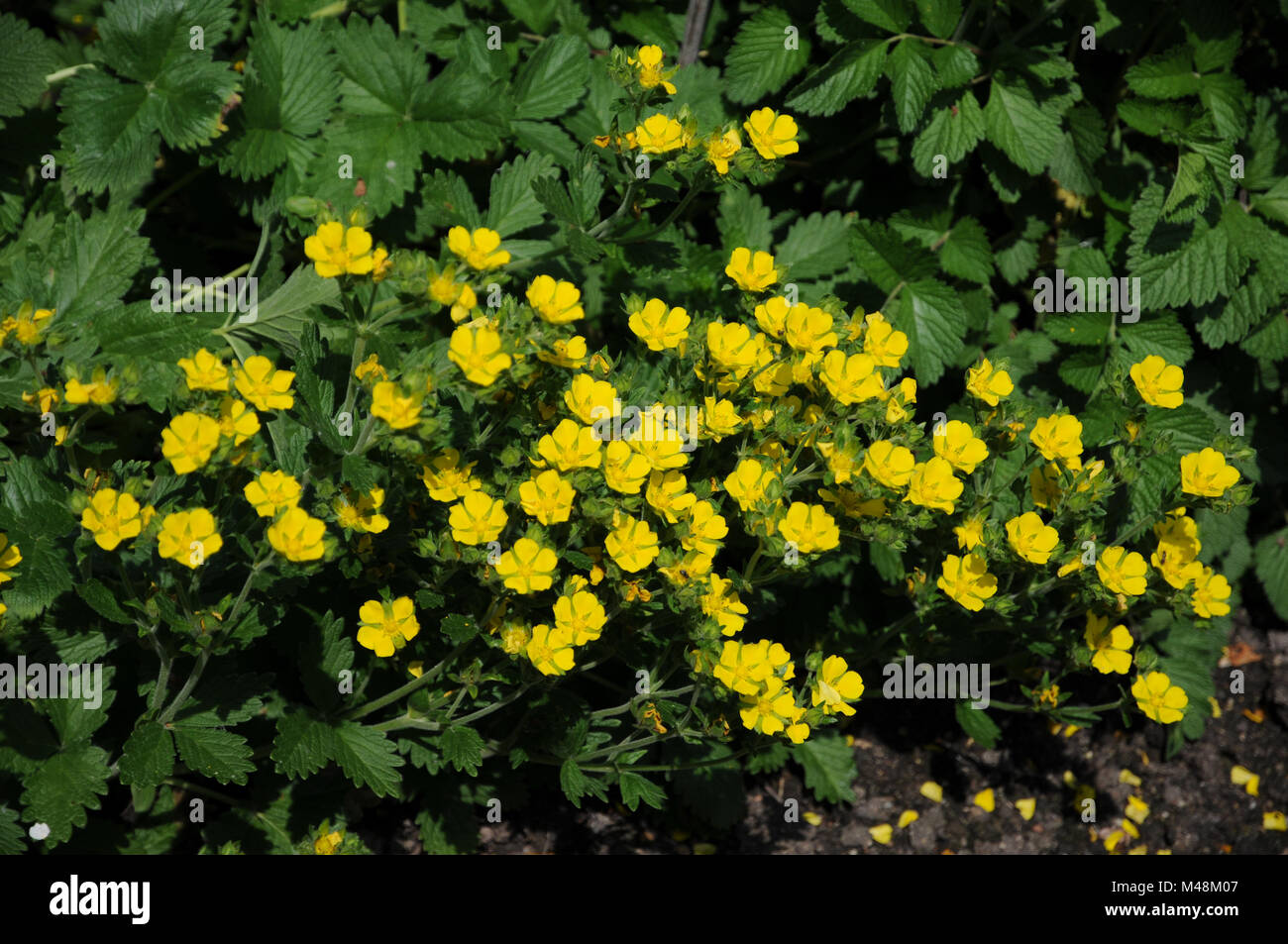 Potentilla grandiflora, Greatflowering cinquefoil Stock Photo