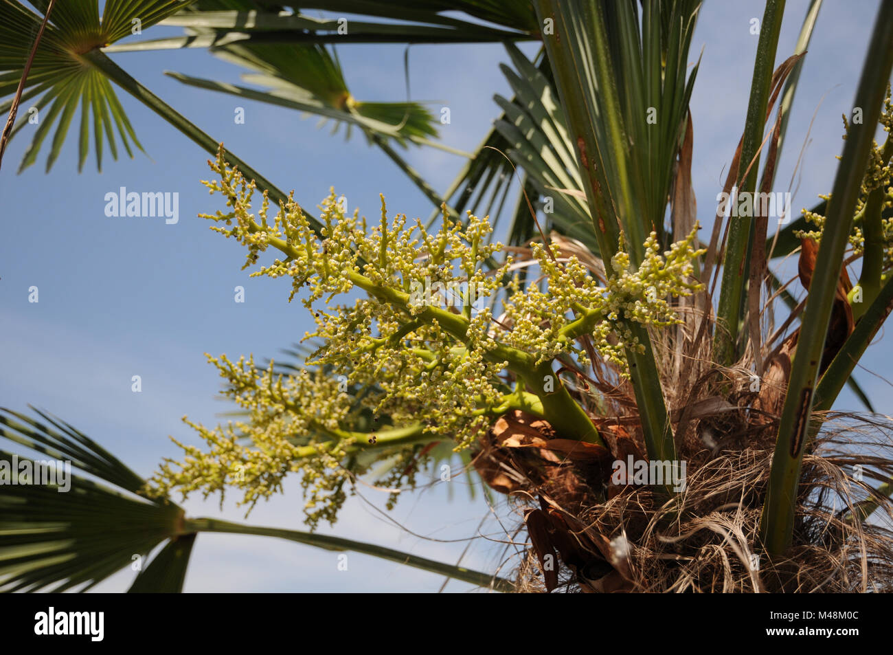 Trachycarpus fortunei, Chinese windmill palm, flowers Stock Photo