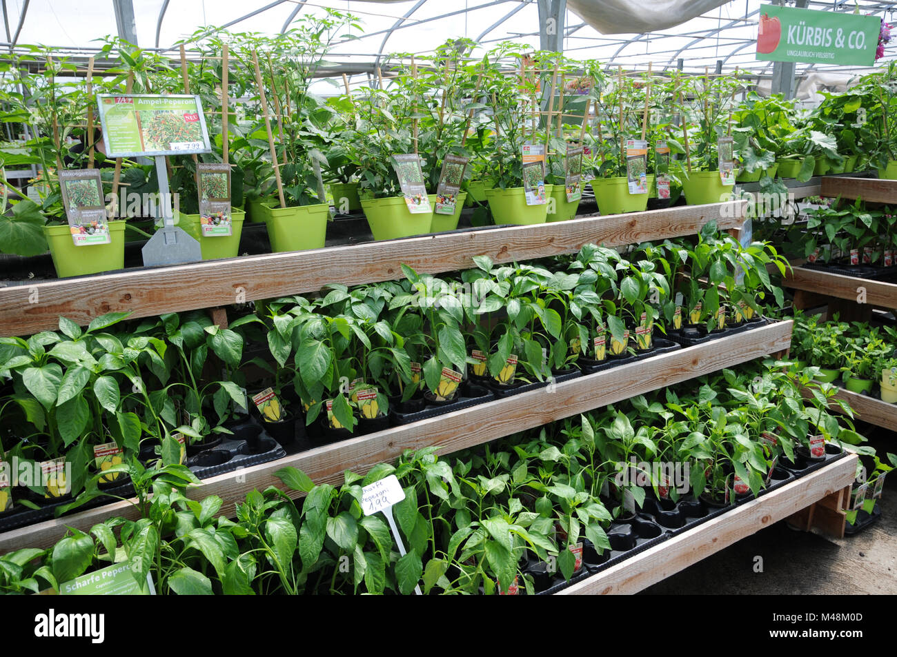 Capsicum annuum, Yellow pepper, plants in nursery Stock Photo